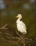 Cattle-Egret;Egret;Bubulcus-ibis;avifauna;feathered;feathers;wilderness;perch;pe